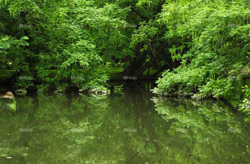 tree reflection in the lake