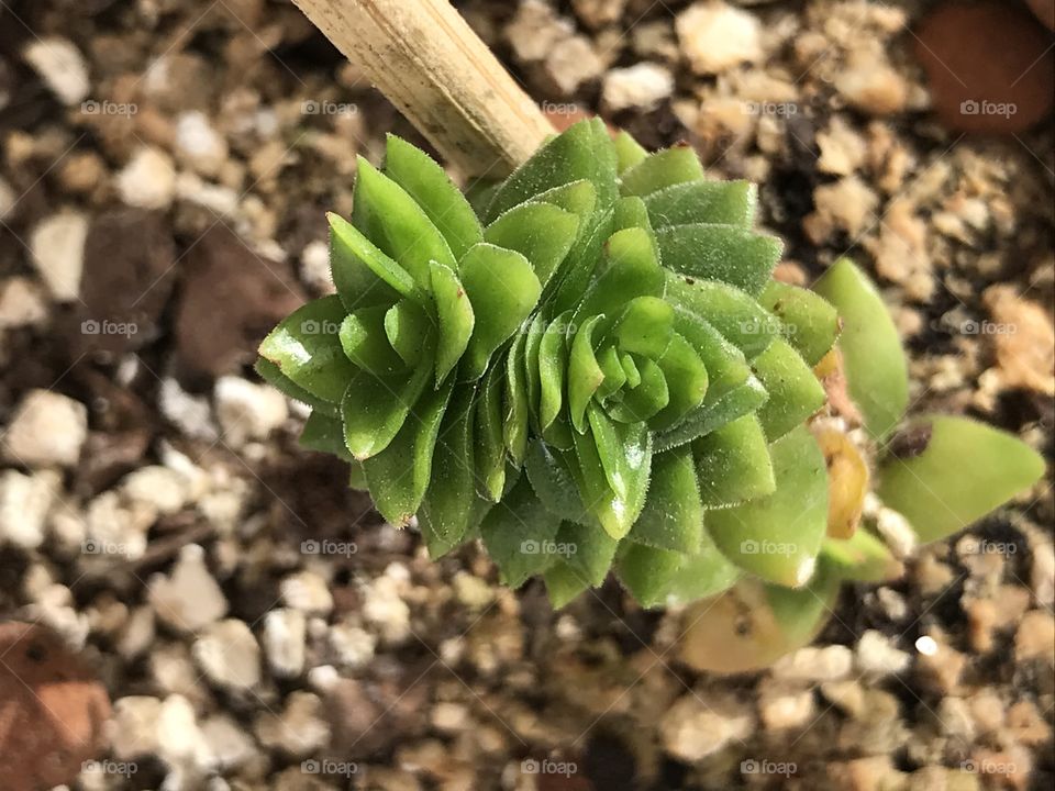 Crassula- succulent 