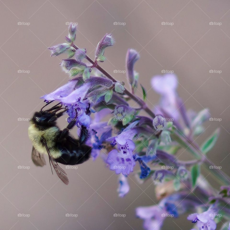 bee