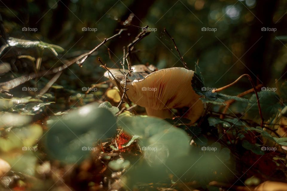 Mushrooms in a autumn sunny forest