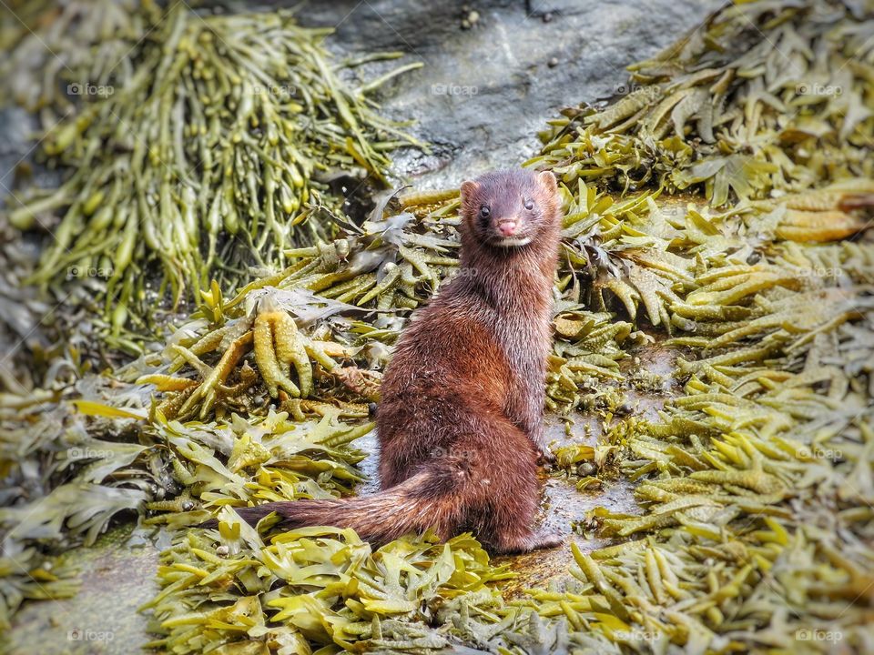 Mink Les Bergeronnes Québec