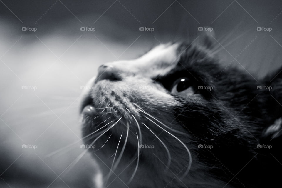 Soft diffused artificial light from the overhead bedroom lamp provides a soft profile for this B&W photo of my cat. The lamp reflects in his eye as he watches a toy being swung around above him. He’s ready to pounce!