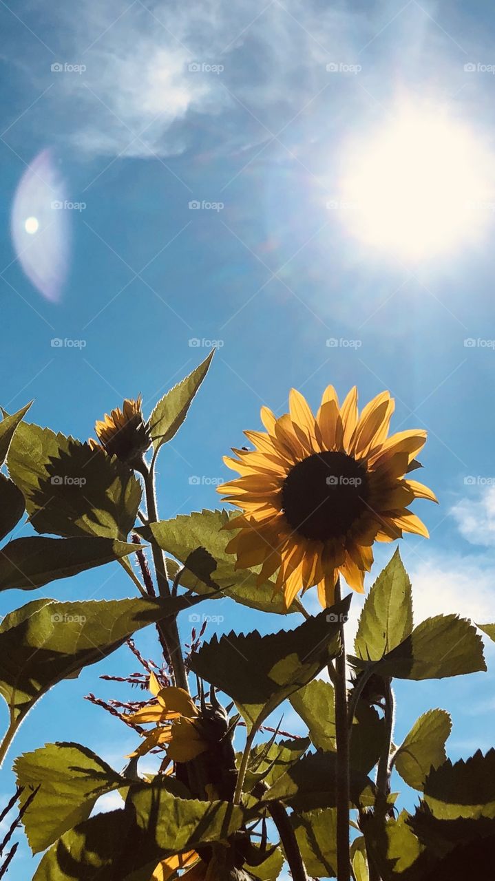 Sunflower bathing in the sun