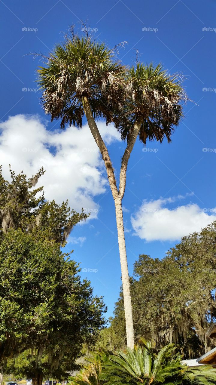 split palm tree against a blue sky and white clouds