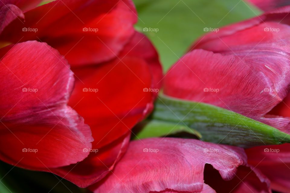 red tulips close up