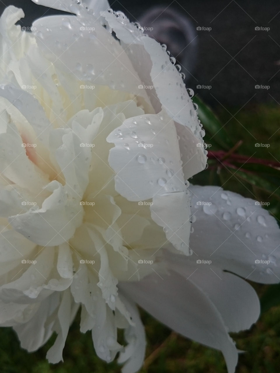 Rainy day. Autumn flower