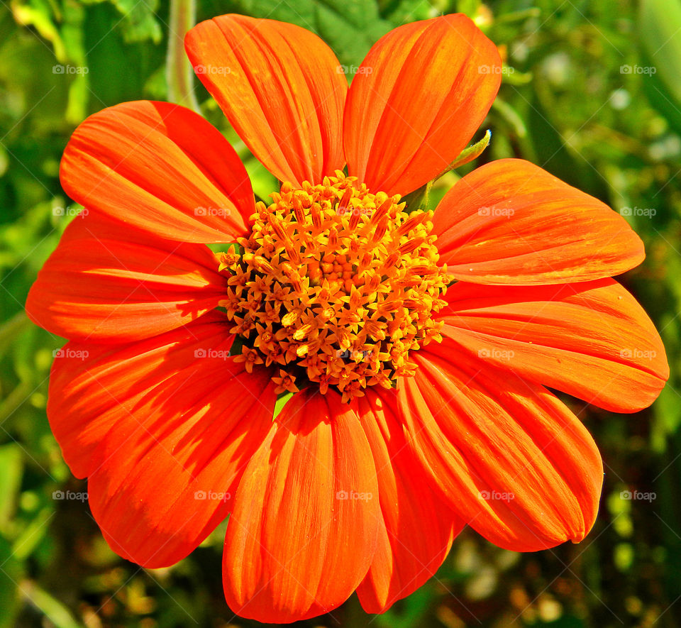 Orange Brilliance . This is a flower in the garden that attracts butterflies,hummingbirds and bees! The Mexican Sunflower is eye catching!