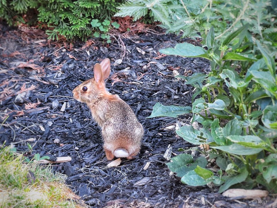 My yard - rabbit