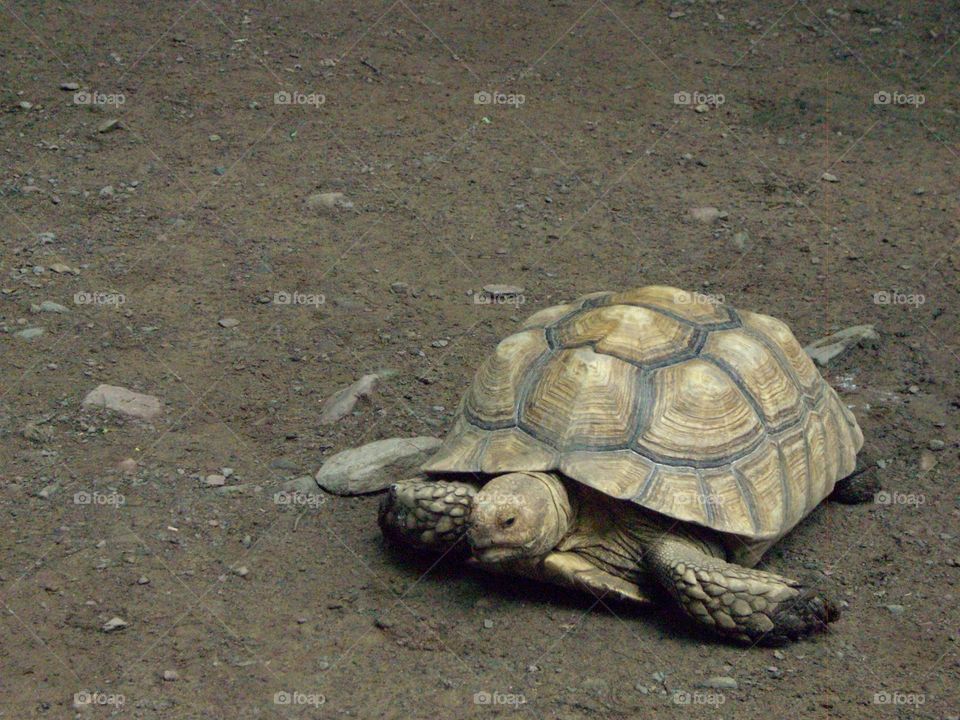 Tortoise. Here is a tortoise, not a turtle