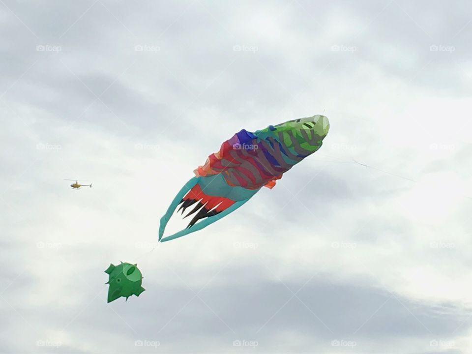 Large kites flying in overcast sky with helicopter flying in background. Large kite is a cuttlefish; this taken in Whyalla South Australia, one of the largest cuttlefish breeding grounds in the world. 