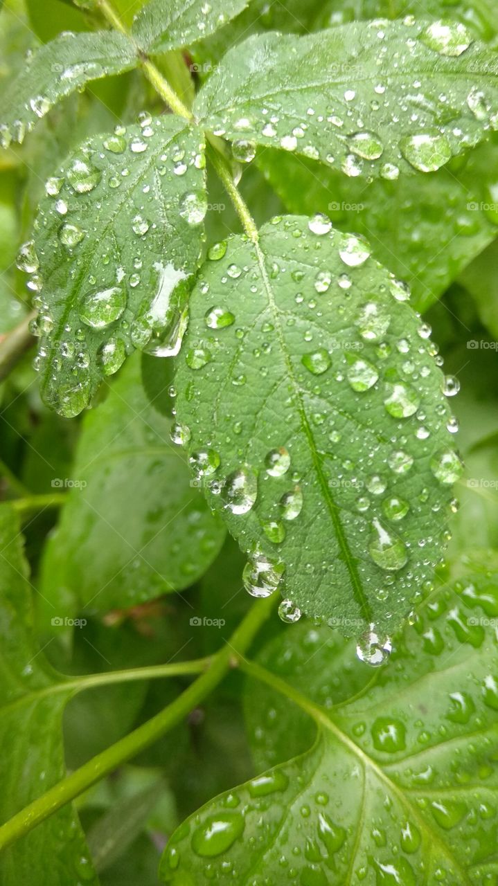 raindrops on foliage