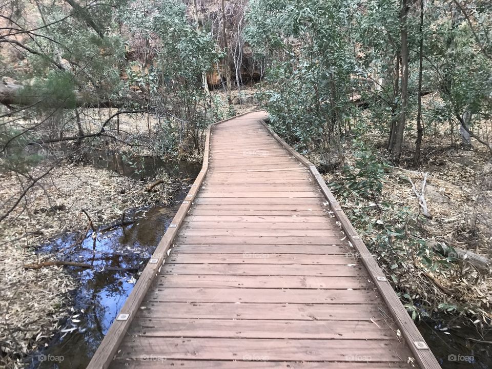 Boardwalk into the forest