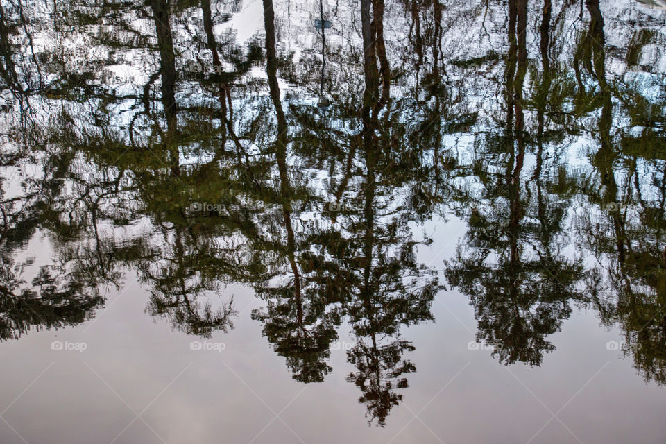 Reflection of trees in water