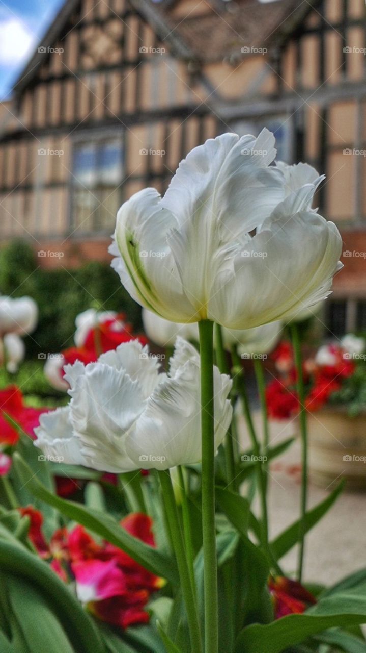 Tulip. Stately home