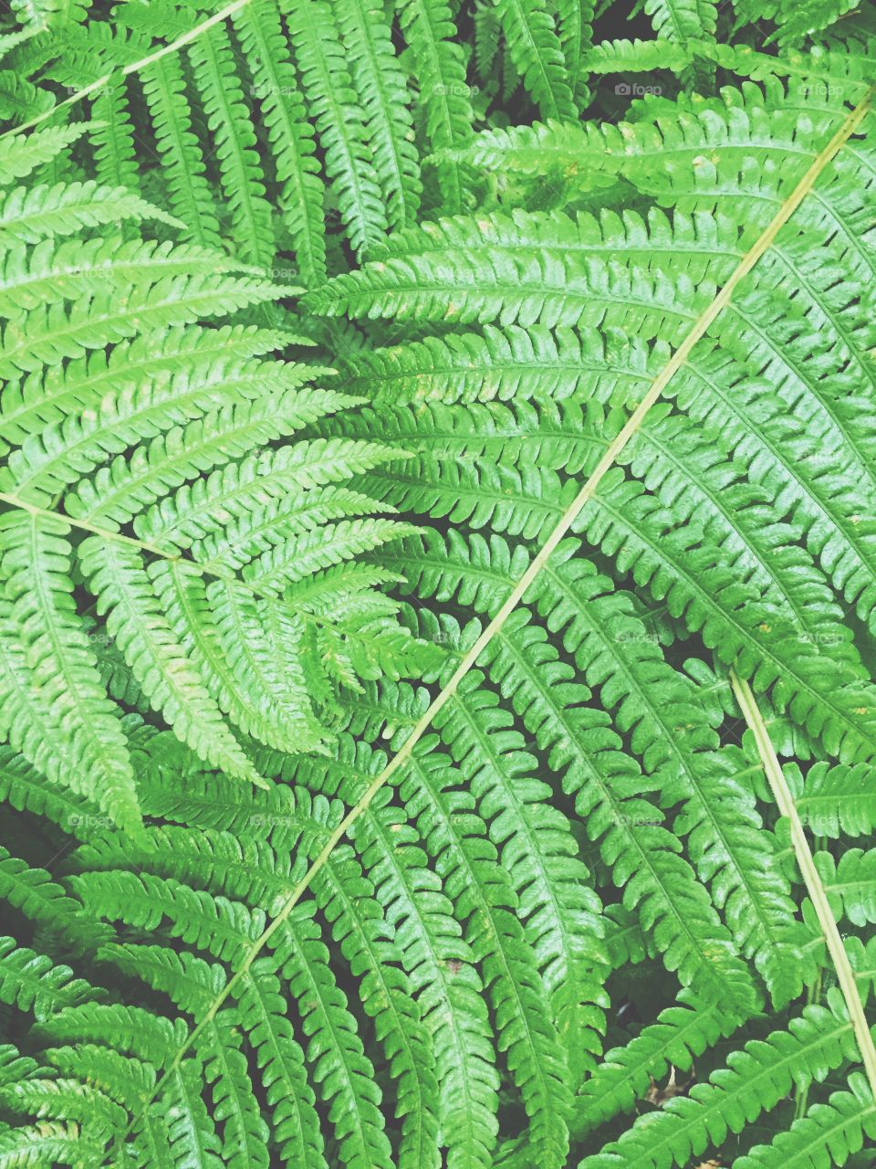 Fern