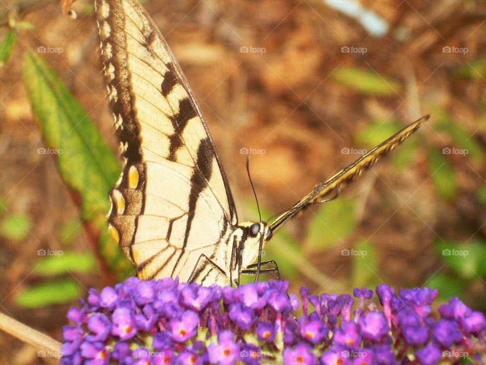 Butterfly close up 