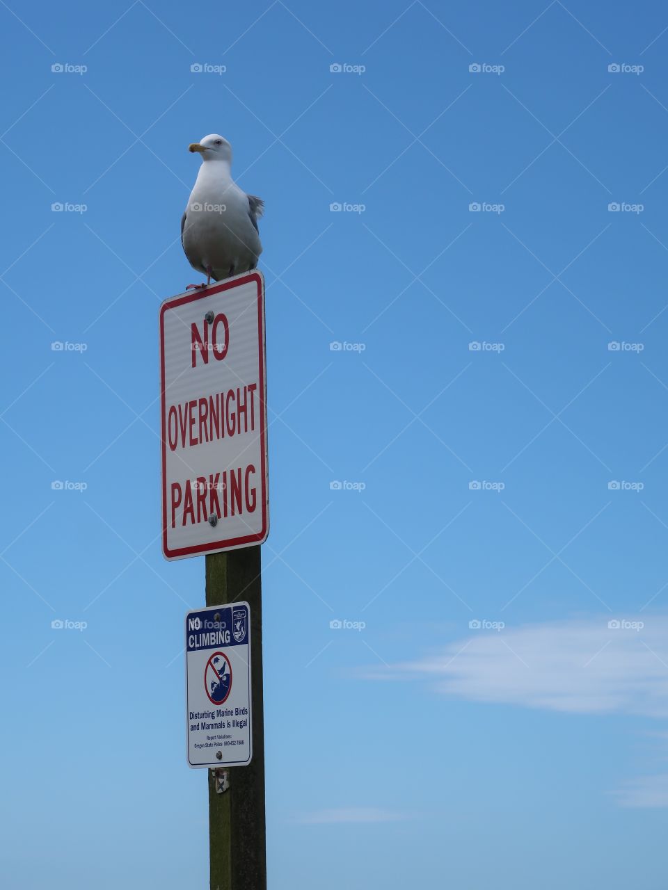 A seagull stands on a "No Parking" sign on the Oregon coast proving that he can park wherever he wants to. 