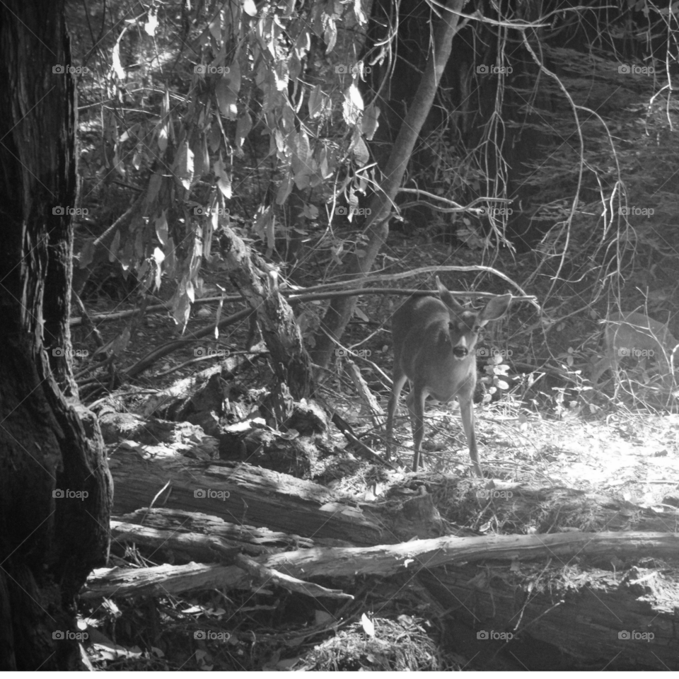 Local deer out foraging in the Armstrong Woods watched me warily as I took this picture of her.