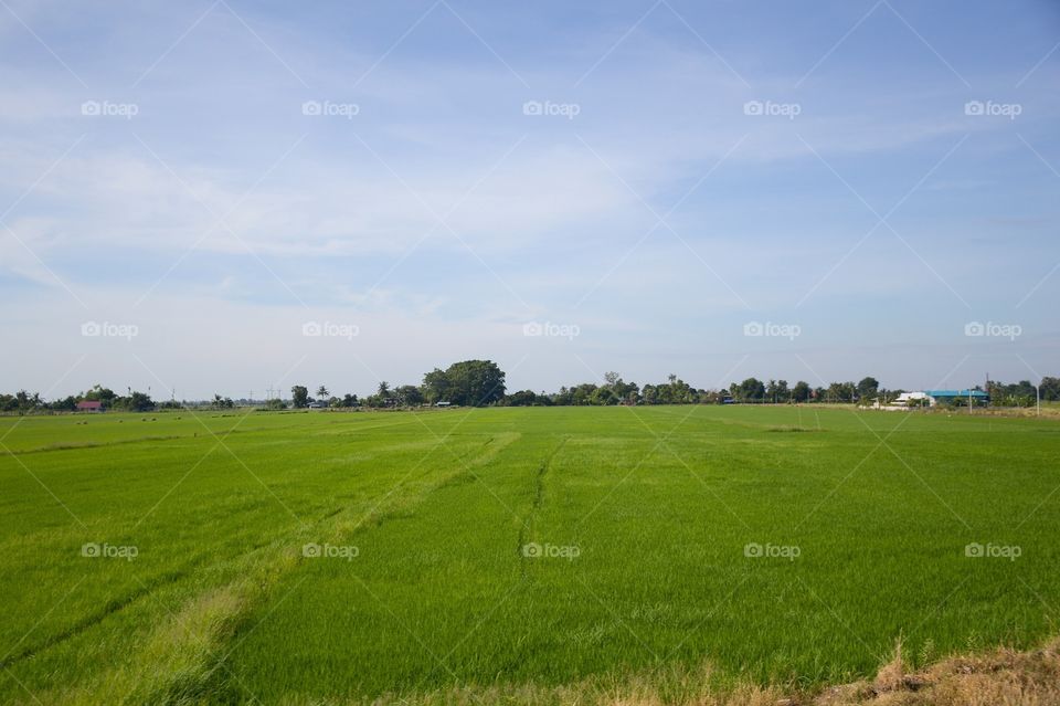 Rice field in country thailand