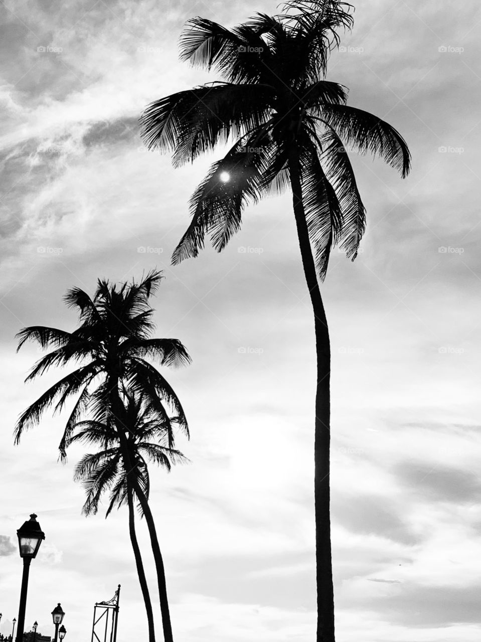 Sunset between the palm trees