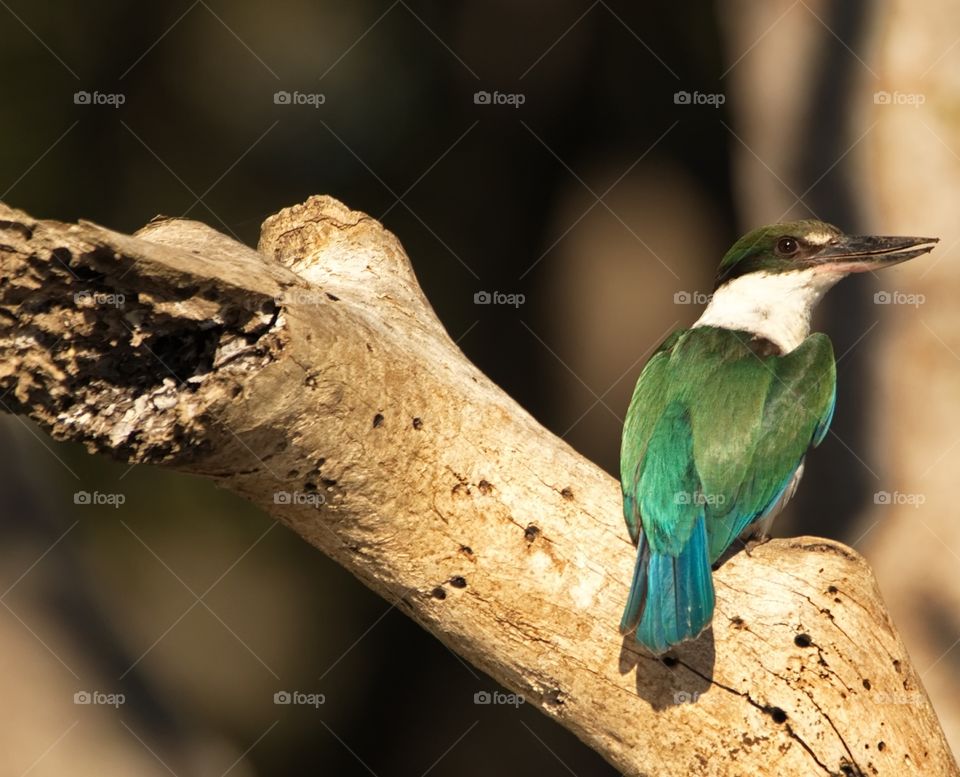 Kingfisher