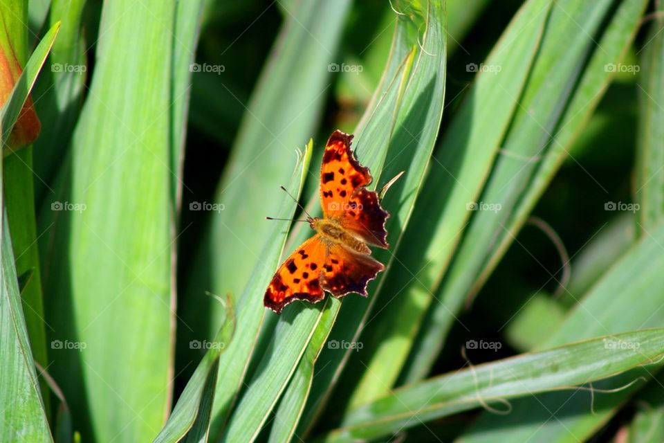Grassy butterfly