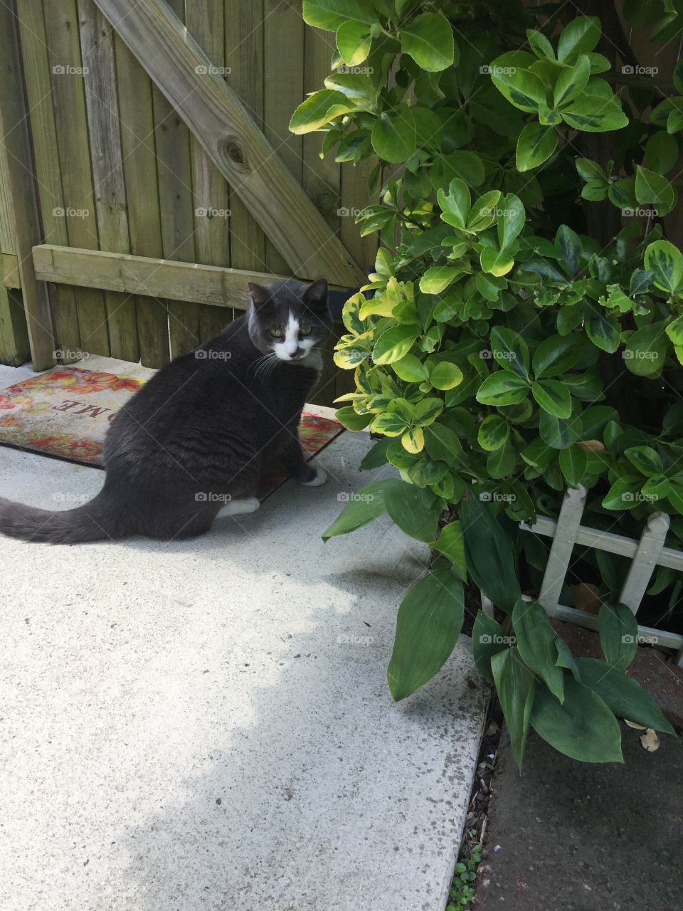 Cat, No Person, Leaf, Nature, Street