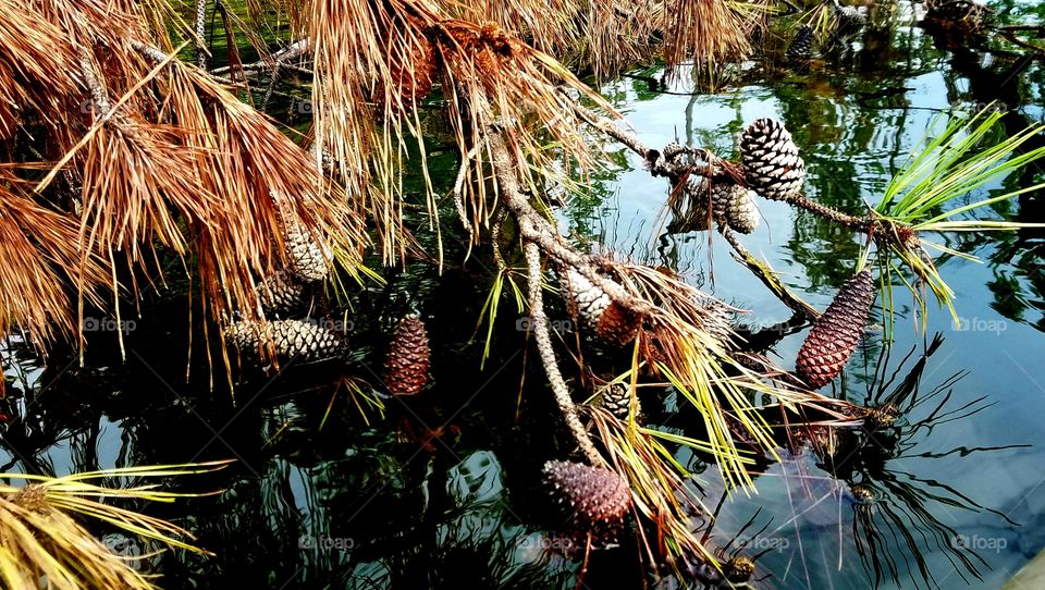 fallen pine tree in lake.