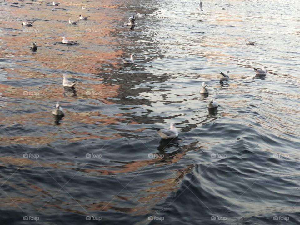 Birds on water 