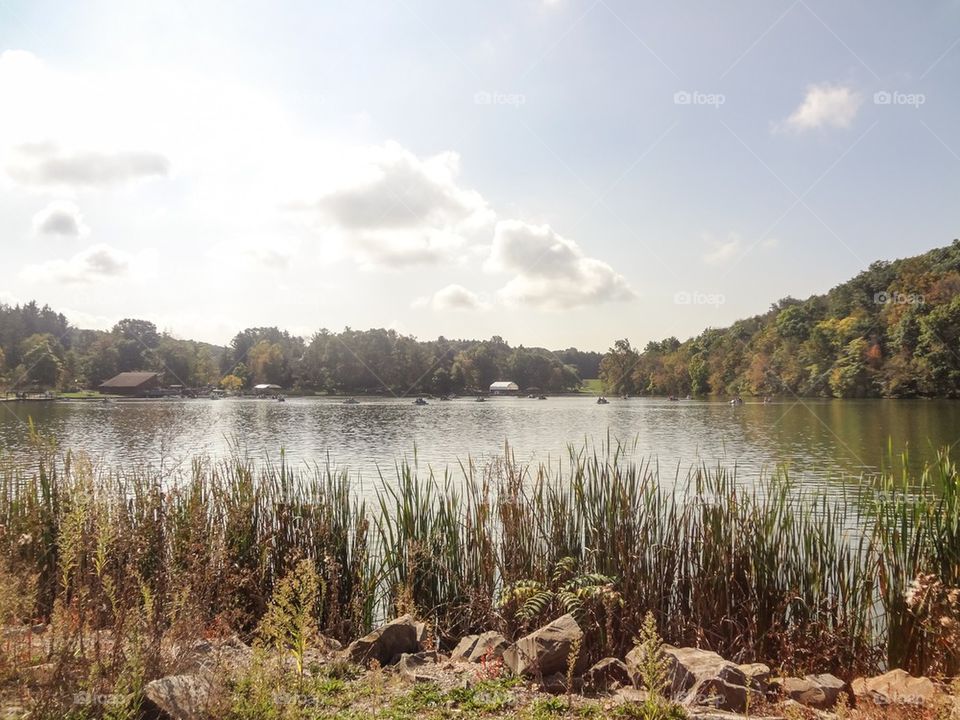 Lake and cat tails