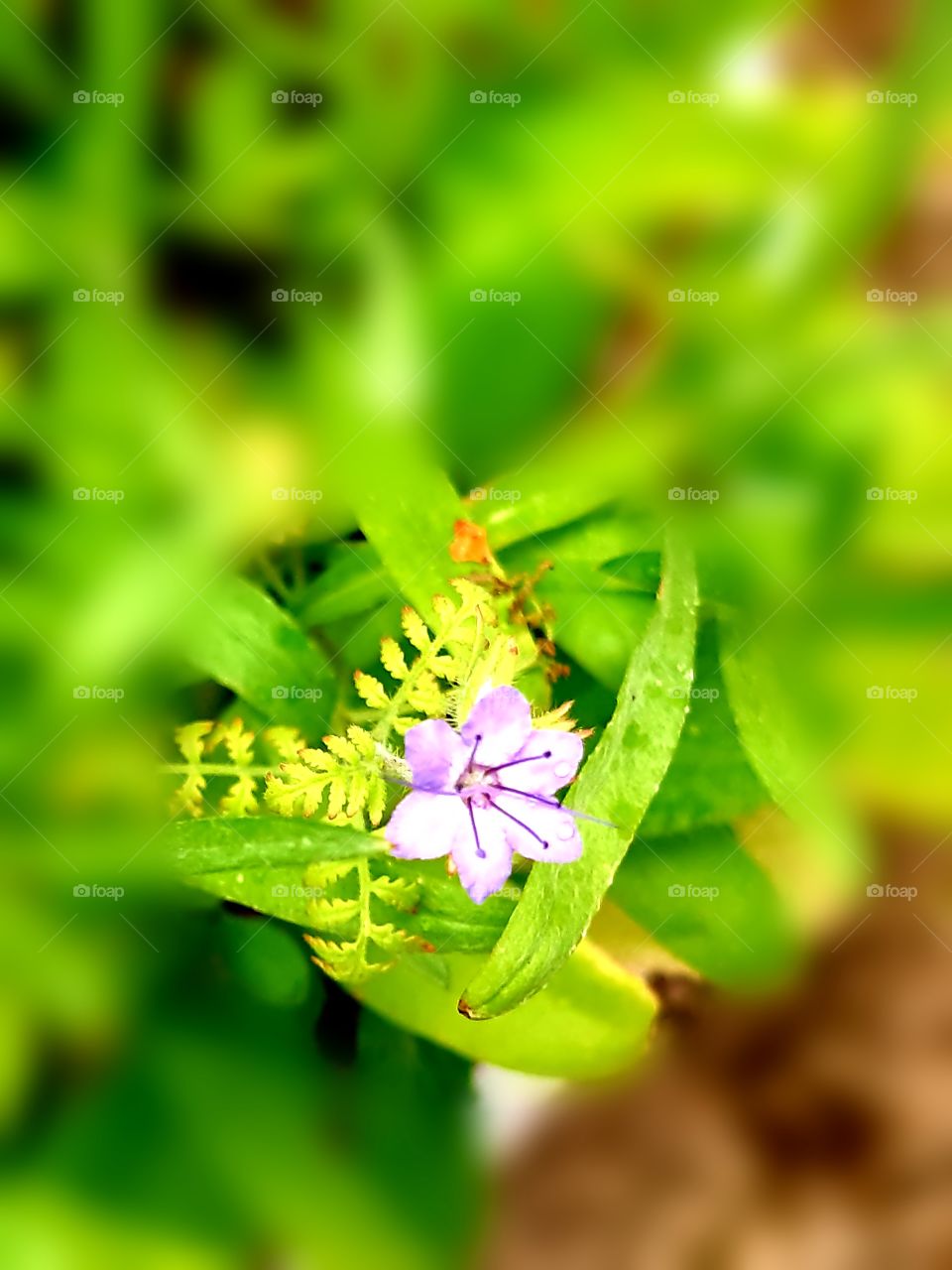 flower