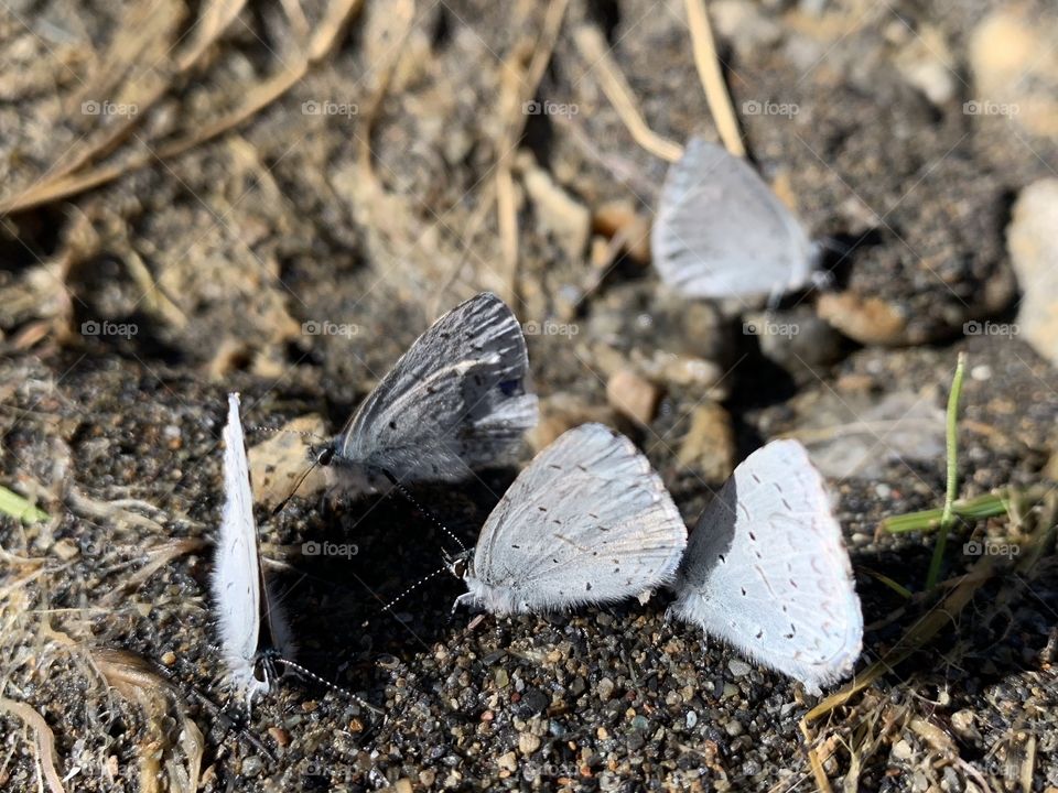 Tiny butterflies 