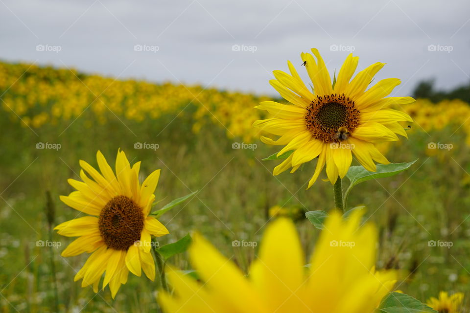 Sunflowers surviving against heavy rain the night before 