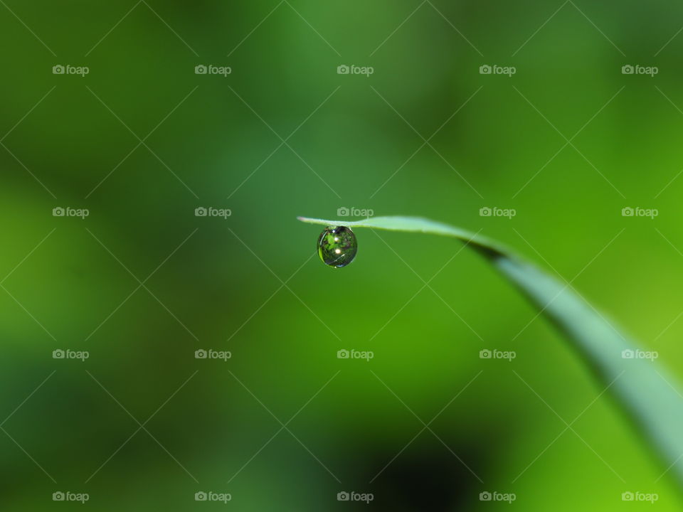 dewdrop under grass top