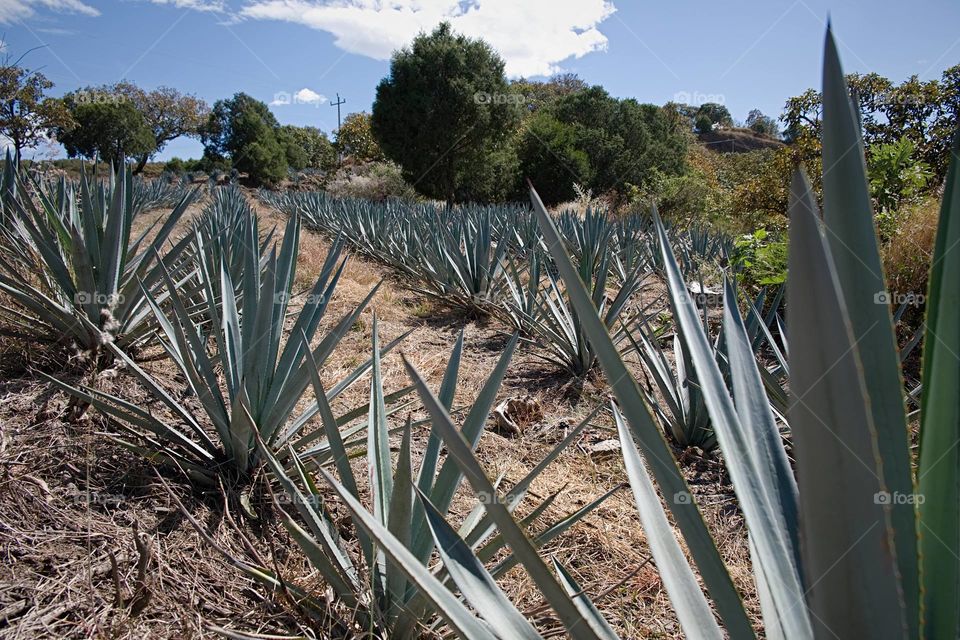 Blue Agave