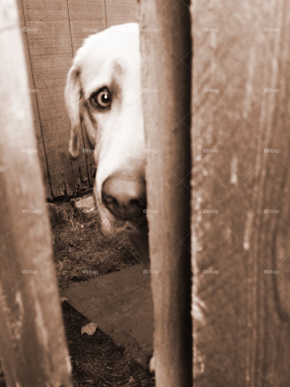 Peeking Dog