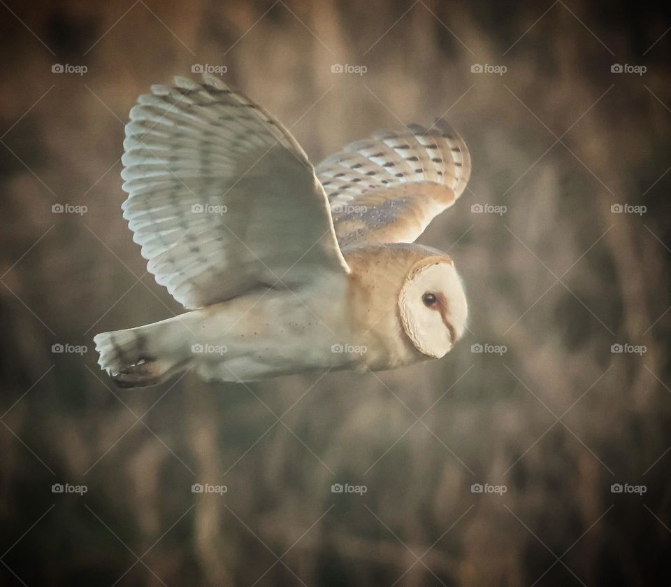 A close up of a barn owl 