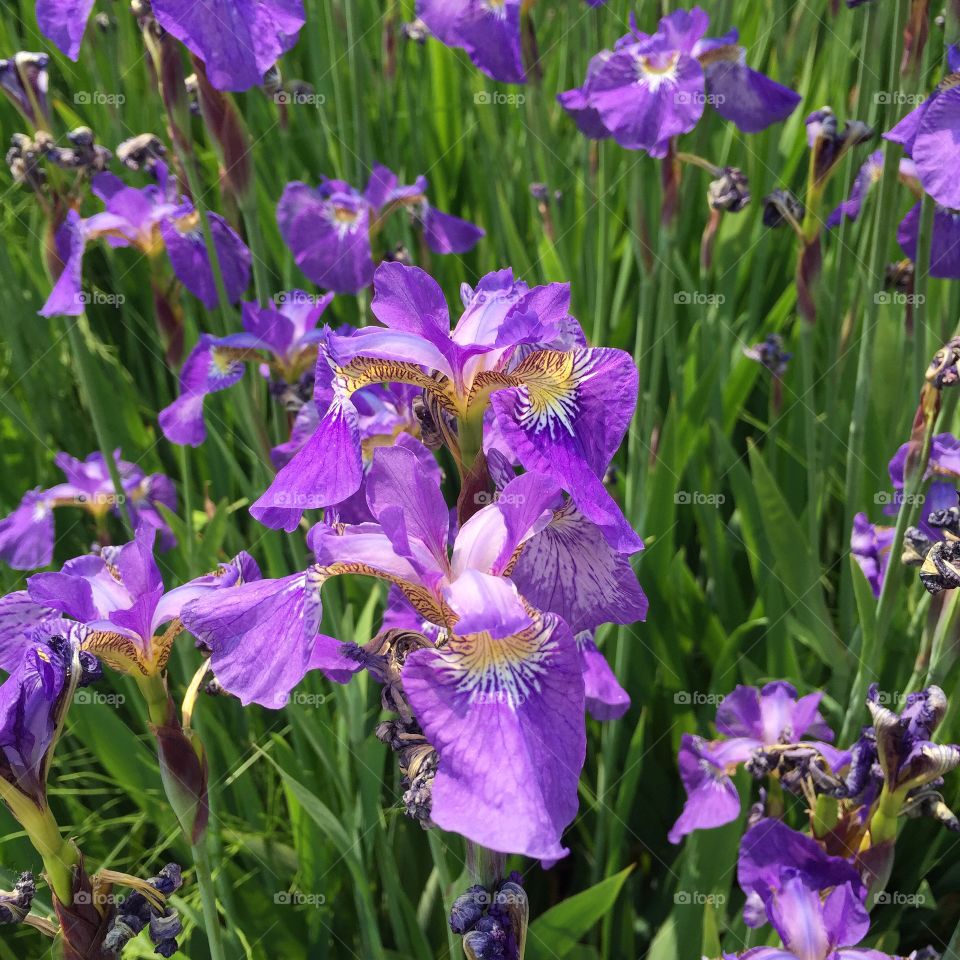 Purple irises blooming at outdoors