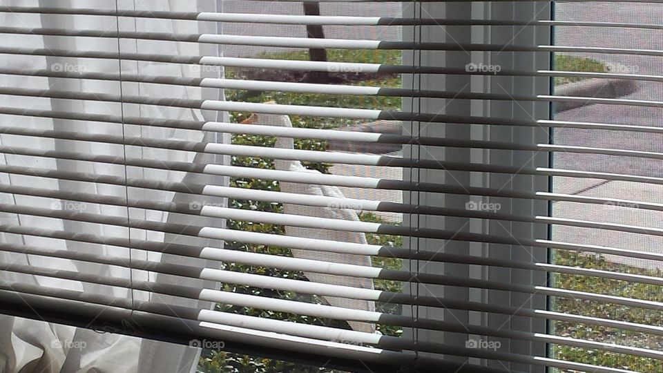 Albatross Behind Blinds II