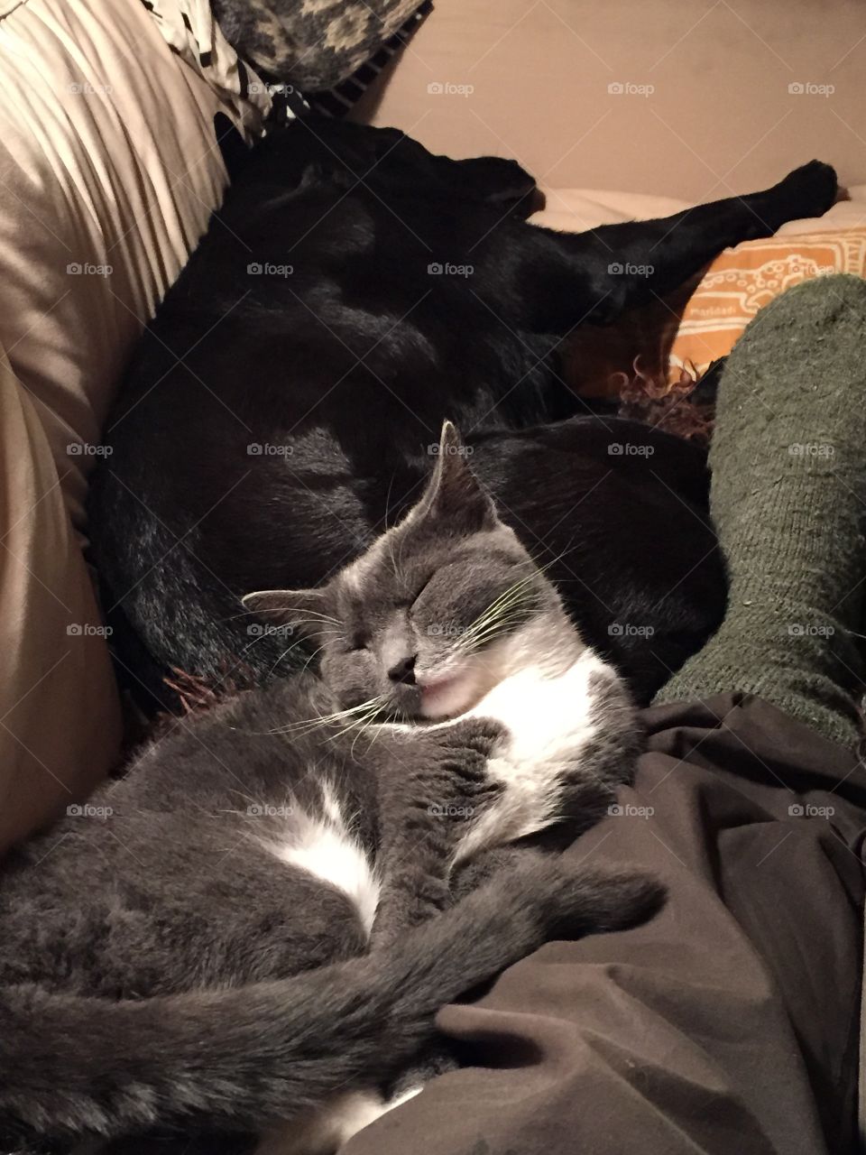 Grey cat and black dog resting in sofa