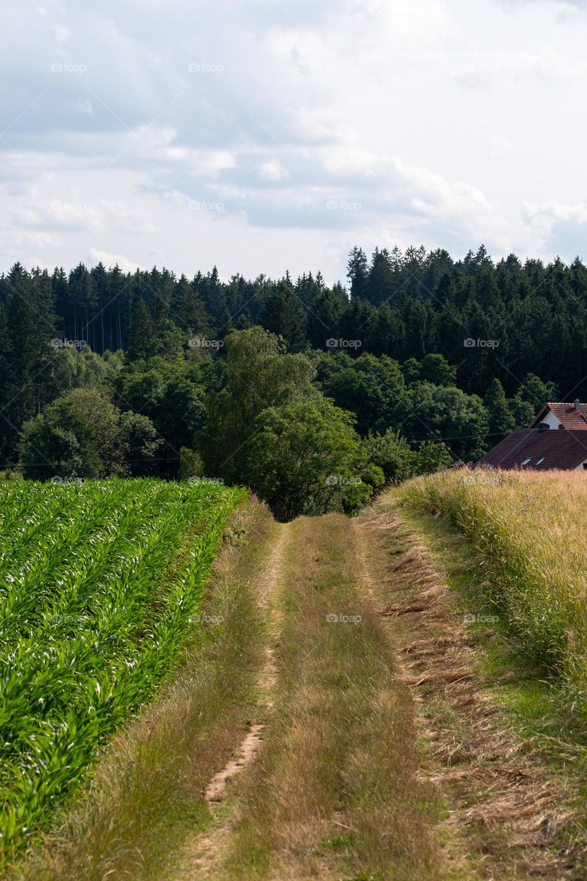 Countryside Landscape with a road between two Fields