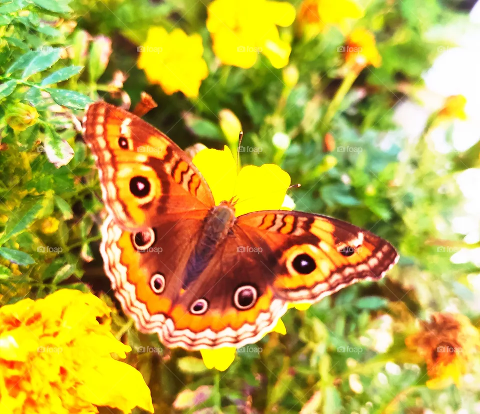 butterfly Flower