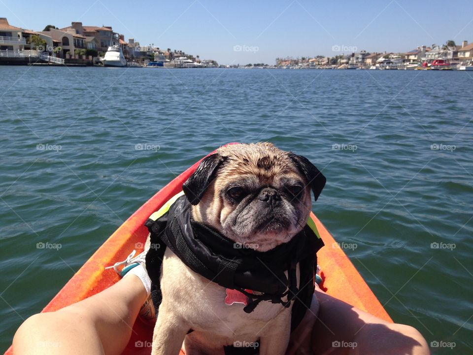 Pug kayaking 