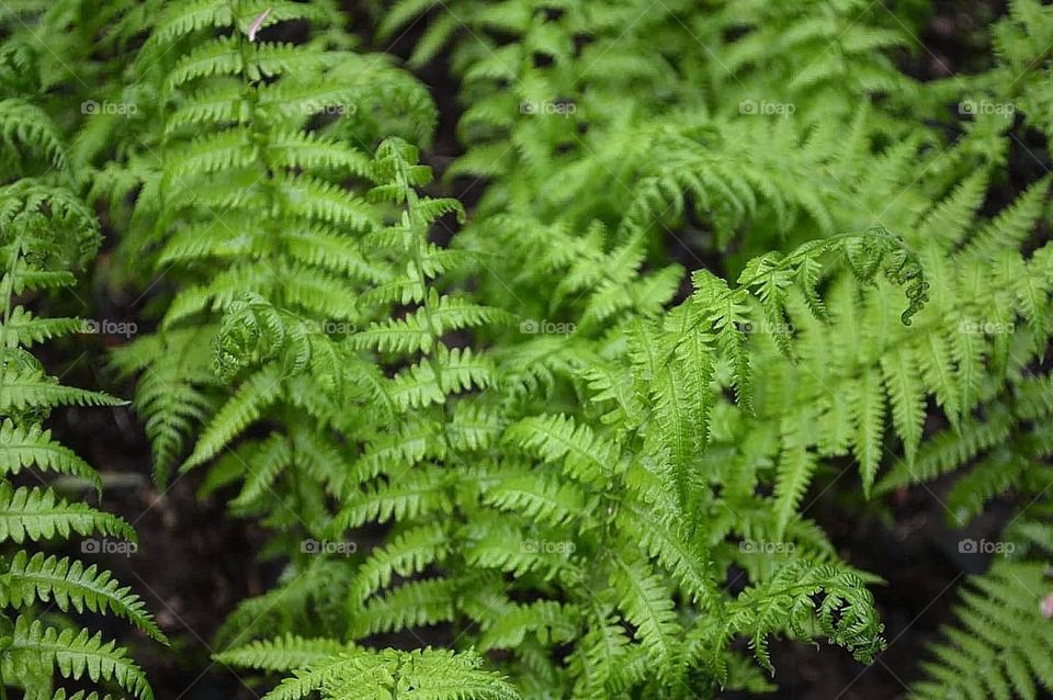 Fern