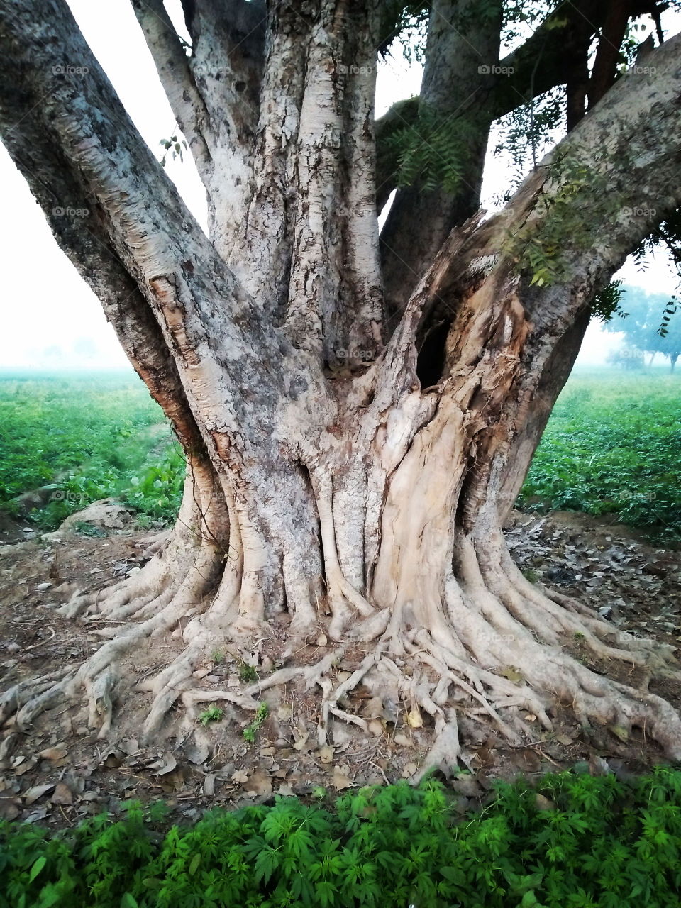 old tree