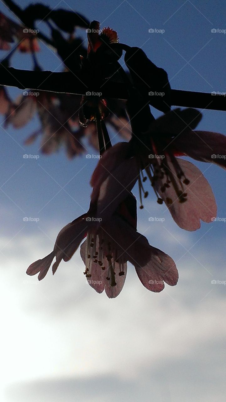 cherry blossom  flower
