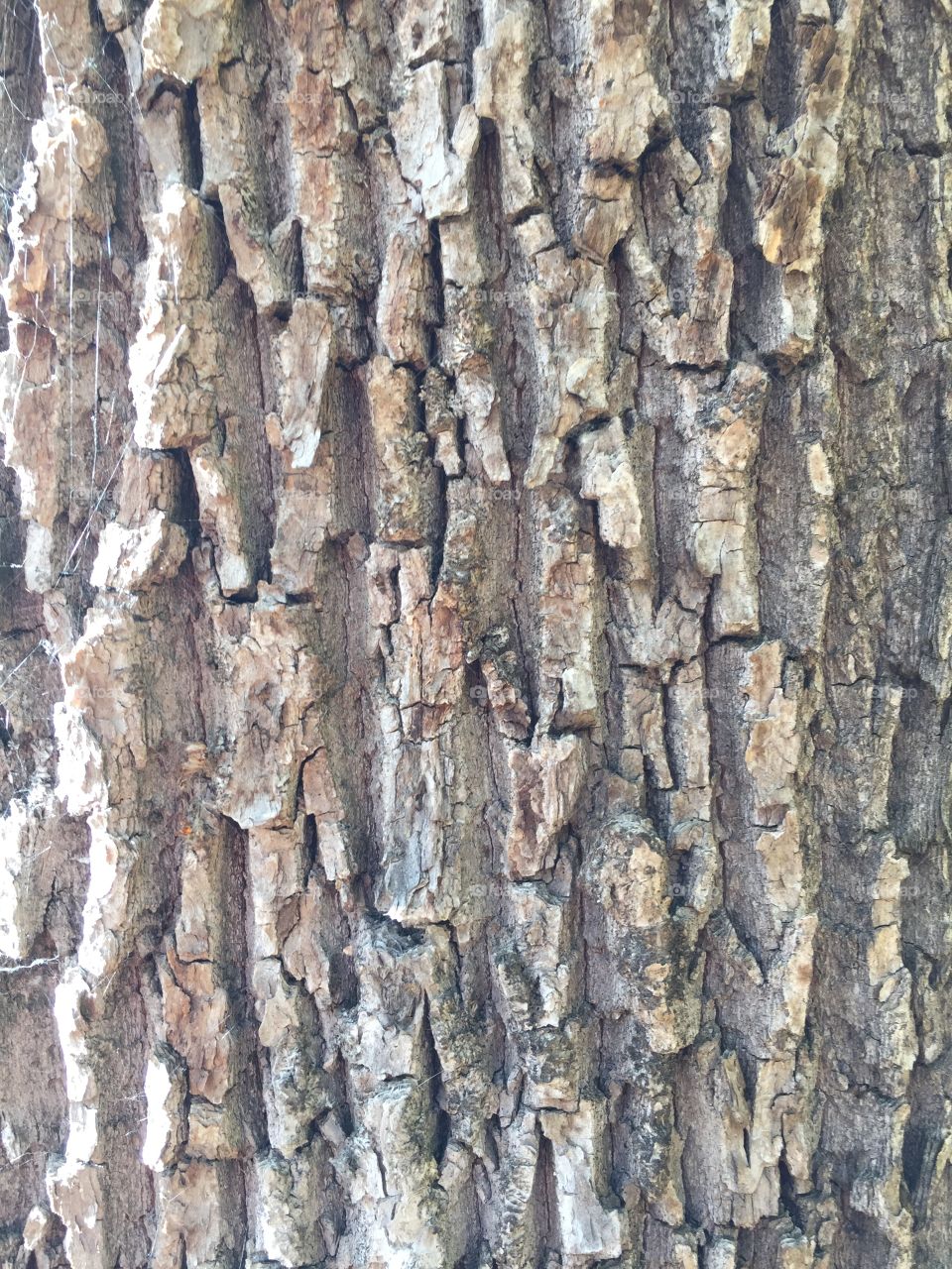 tree bark