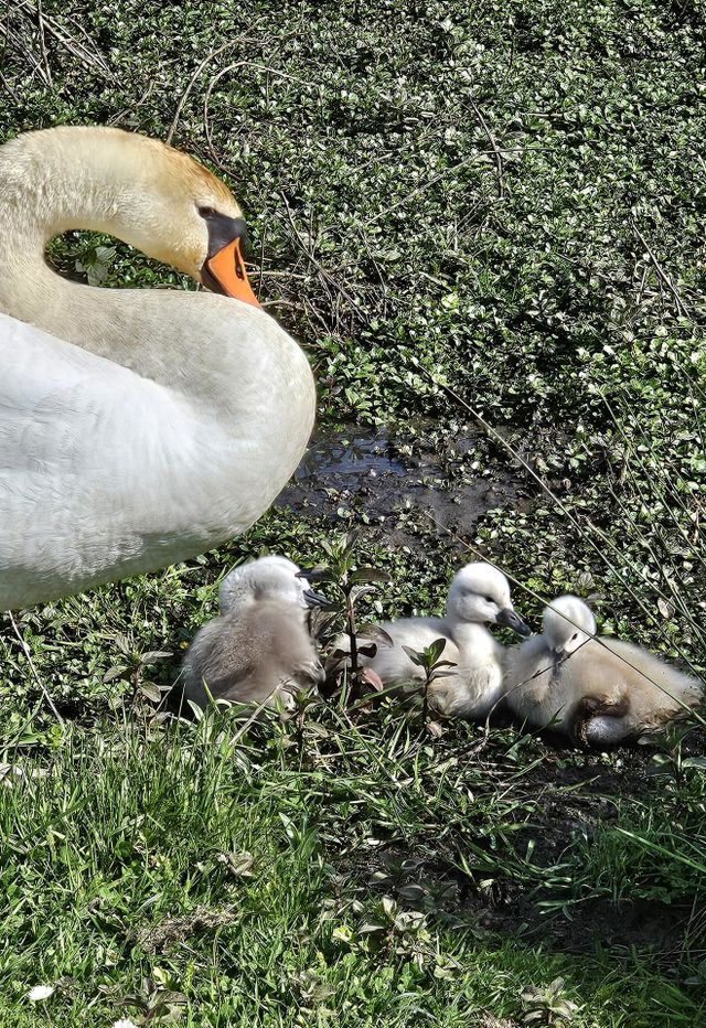 cygne et poussins