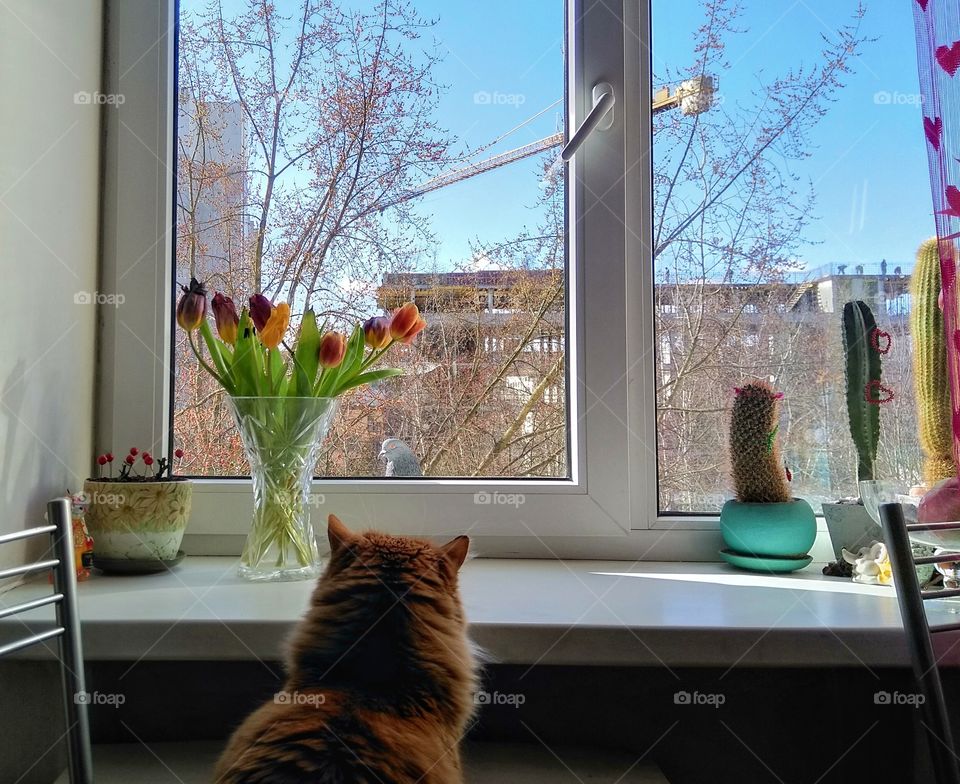 ginger cat sitting on a window home and bird dove looking blue sky background, spring time