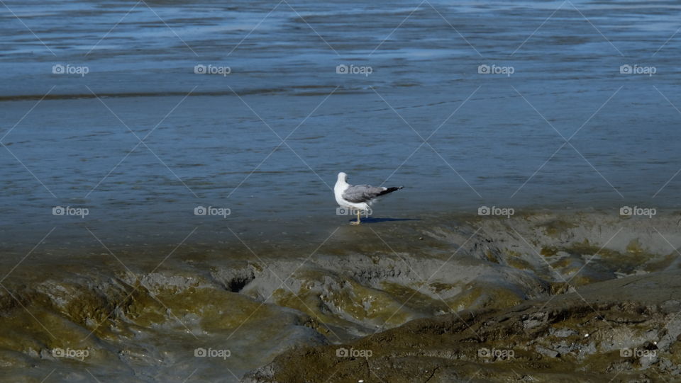 Seabird on seashore